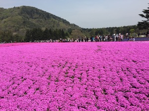 ハウスキーパー  イヌマキ塗装